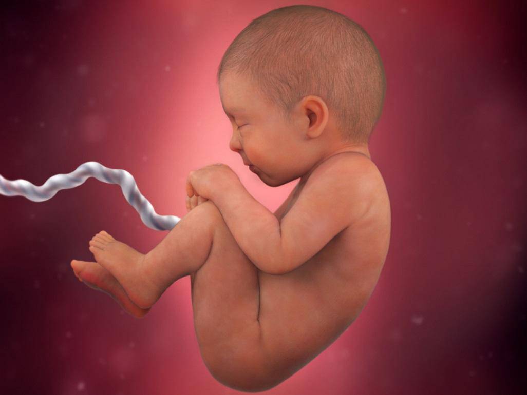 Cunoașterea etapelor dezvoltării celor cinci simțuri ale bebelușului în uter