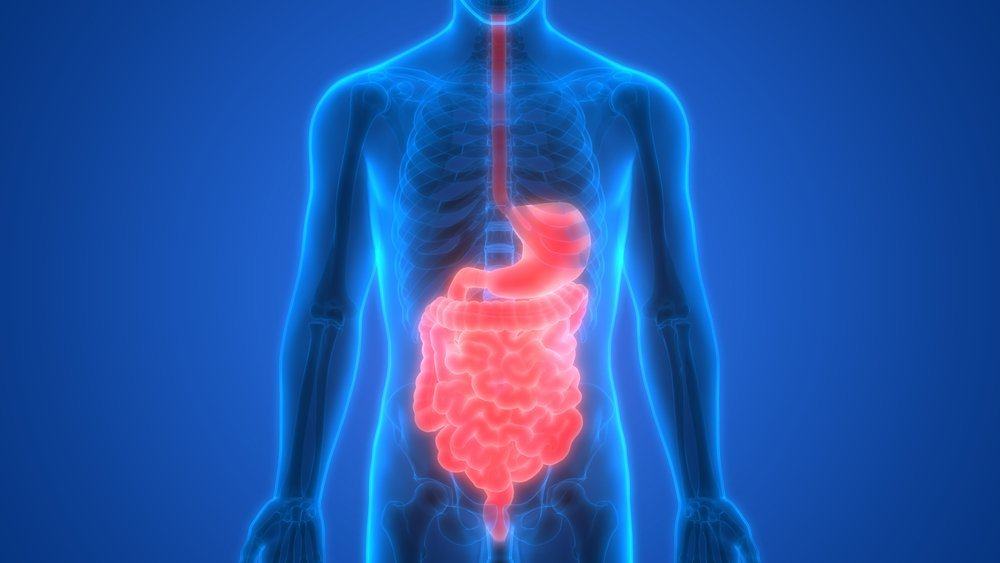 7 hechos sorprendentes sobre el sistema digestivo humano