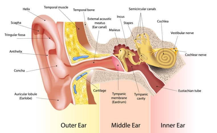 Verständnis der Cochlea-Funktion und auftretender Störungen