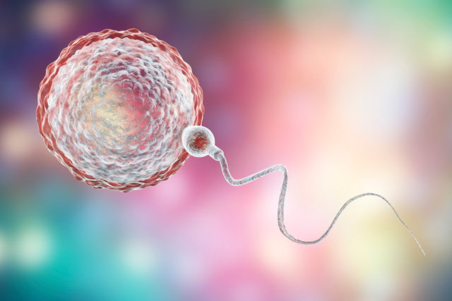 Apprendre à connaître PLI, thérapie par injection de leucocytes pour le corps de la mère "rejetant" le sperme