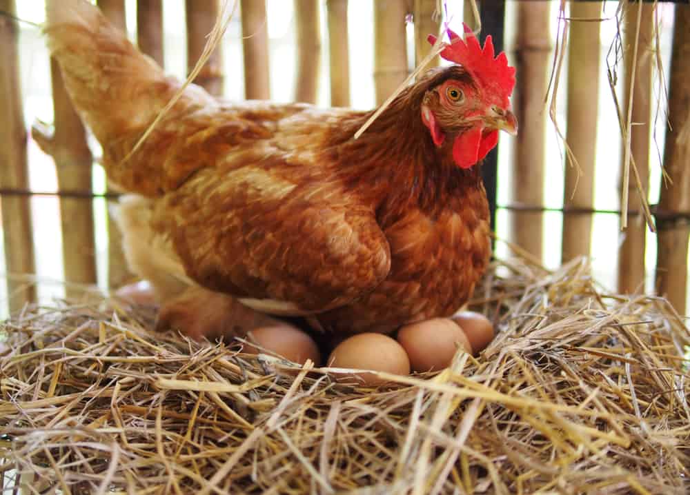 Moins cher que les œufs ordinaires, est-il sécuritaire de manger des œufs stériles ?