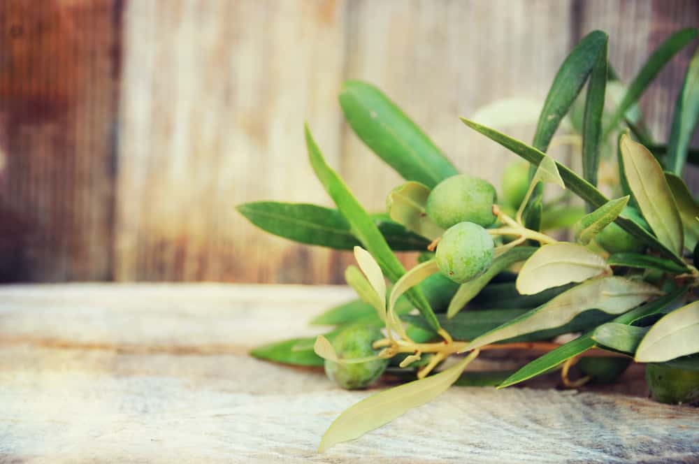 Non seulement le fruit, l'extrait de feuille d'olivier a également 5 bienfaits pour la santé
