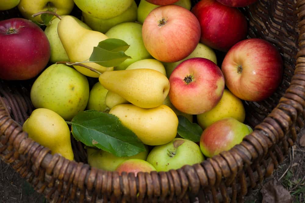Što je zdravije, kruške ili jabuke?