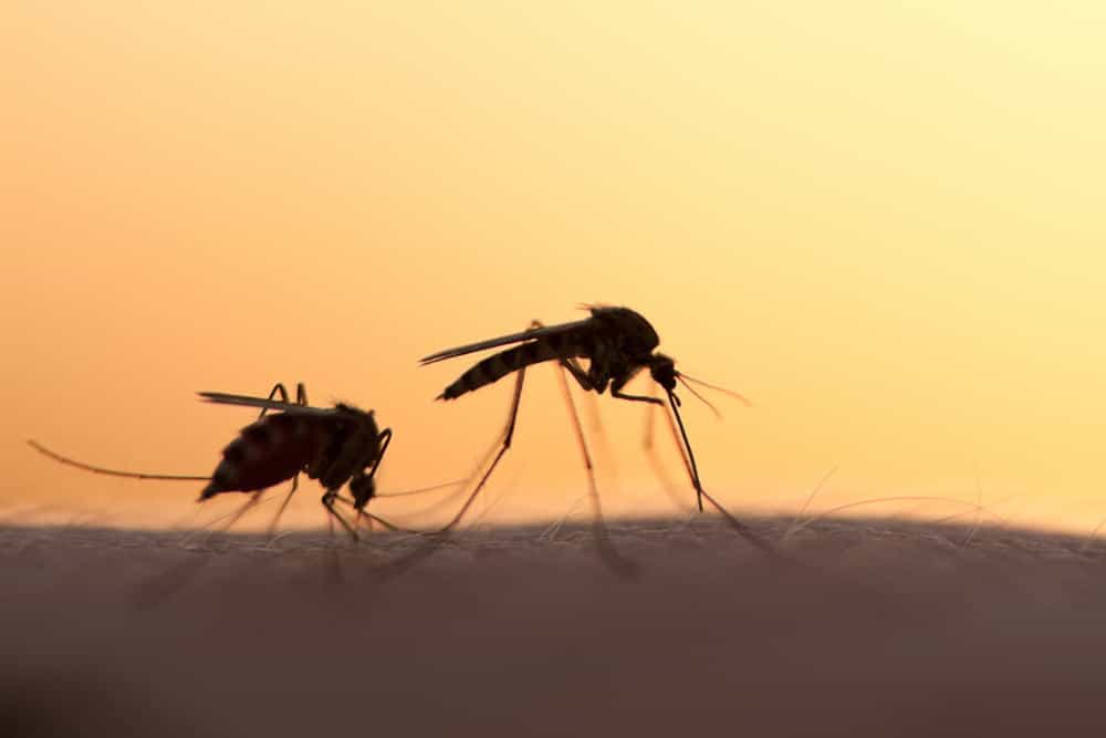 5 Malaria-Fakten, die Sie wissen müssen