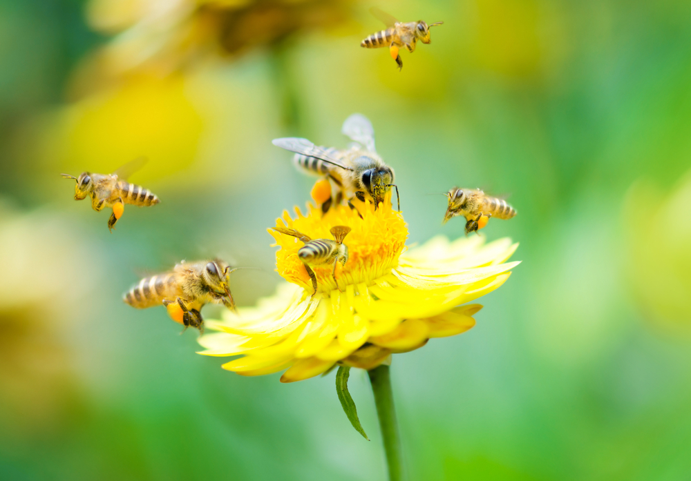 3 avantages de la thérapie par piqûre d'abeille pour la santé, osez l'essayer ?