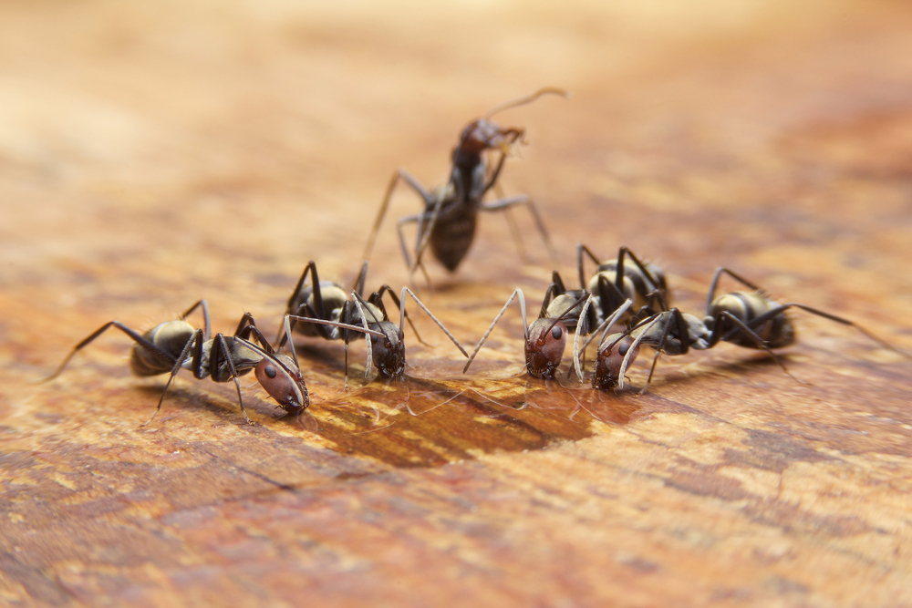 Fördelar med japanska myror för diabetes, är det vetenskapligt bevisat?