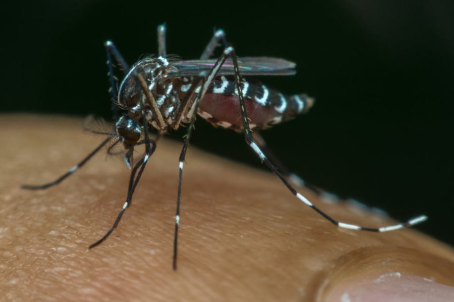 6 činjenica koje trebate znati o denga groznici