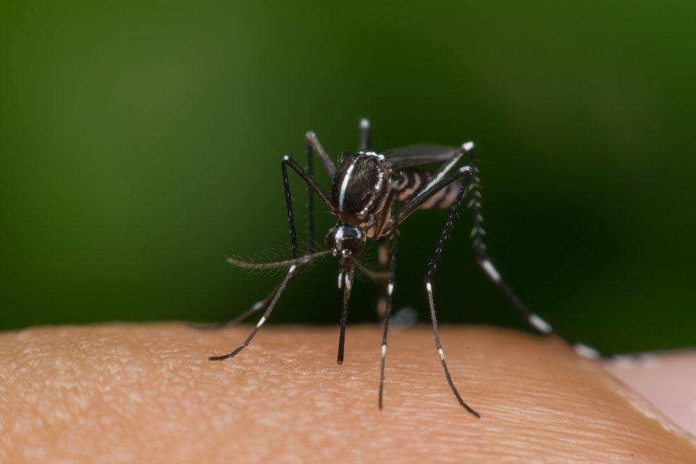 Diverses questions sur la dengue