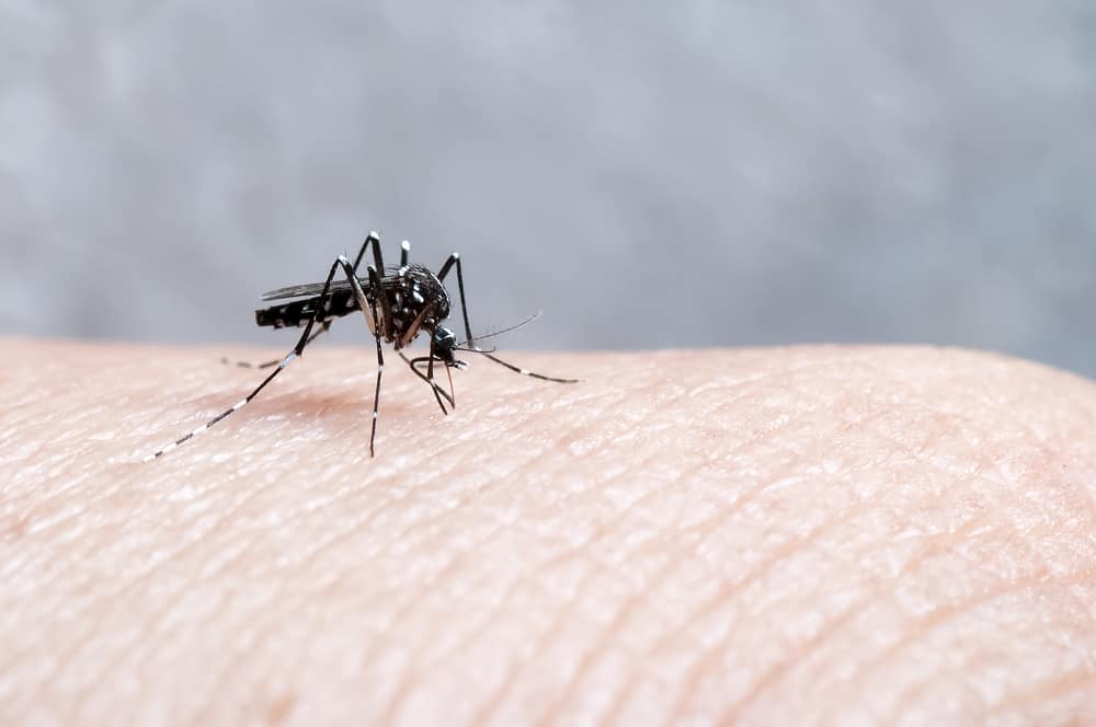 3 choses que vous ne devriez pas faire quand vous avez la fièvre dengue
