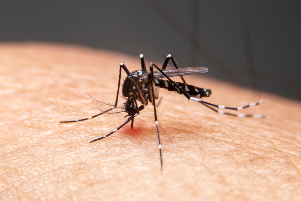Aedes 모기와 관련된 질병 인 Zika 바이러스가 전염되는 방식입니다.